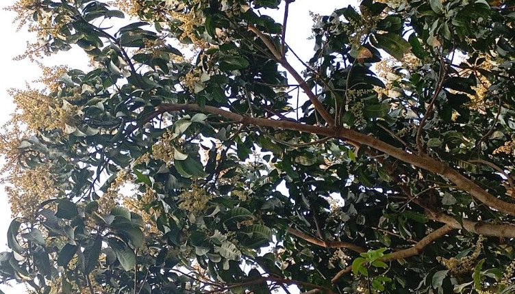 ফজলি, খিরসাপাত, লেংরা, রুপালির স্বপ্ন দোল খাচ্ছে বসন্ত বাতাসে