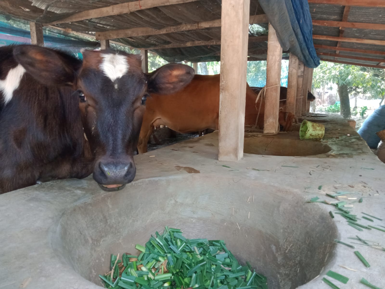 শালিখায় গ্রামীণ অর্থনীতি চাঙ্গা করছে পশুপালন