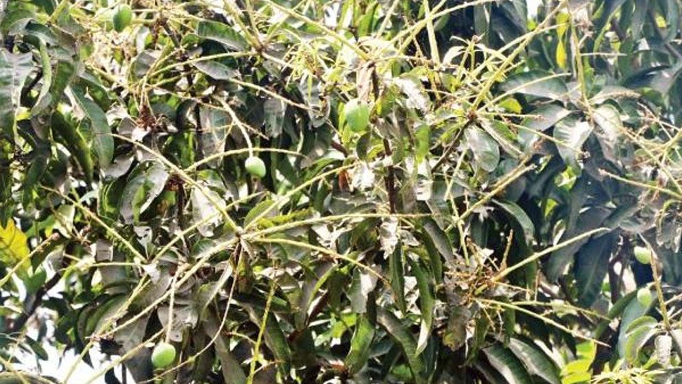 ঝরে পড়ছে আমের গুটি ফলন নিয়ে শঙ্কা