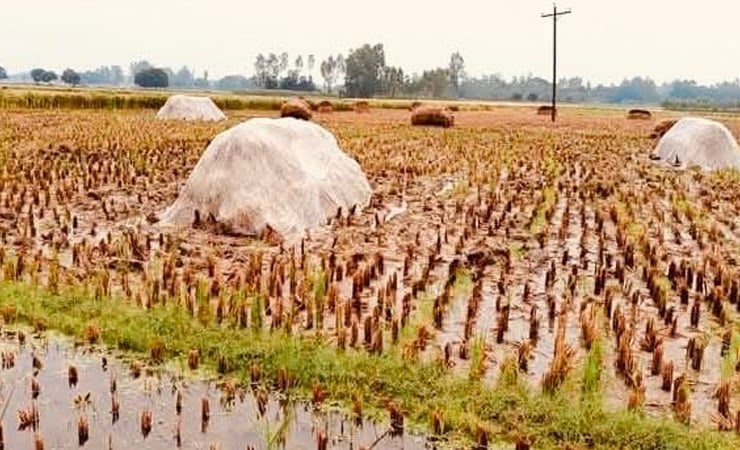 নওগাঁর মান্দায় টানা বৃষ্টিতে পচে যাচ্ছে ক্ষেতের সোনালী ফসল।
