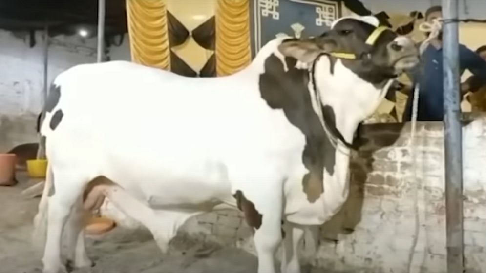 ১,৬০০ কেজির ‘জেএফ-১৭ থান্ডারের’ দাম ৫০ লাখ রুপি!