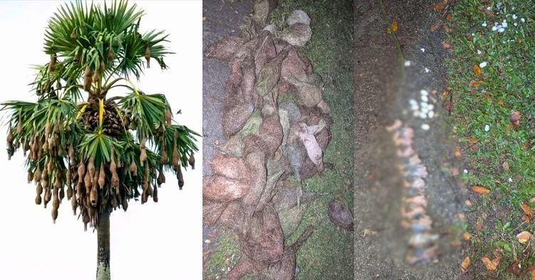 বাবুই ছানাগুলোর কান্না শুনল না কেউ!