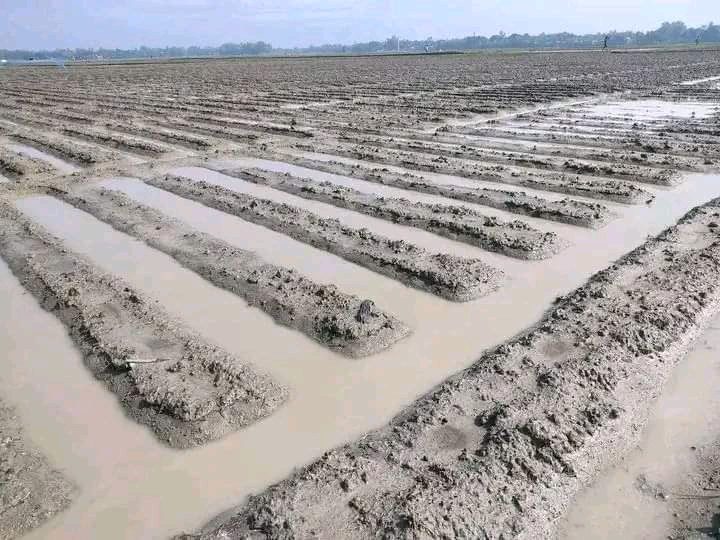 আত্রাইয়ে ‎দমকা হাওয়া ও বৃষ্টিপাতে আলু ও ধান ফসলের ব্যপক ক্ষয়ক্ষতি