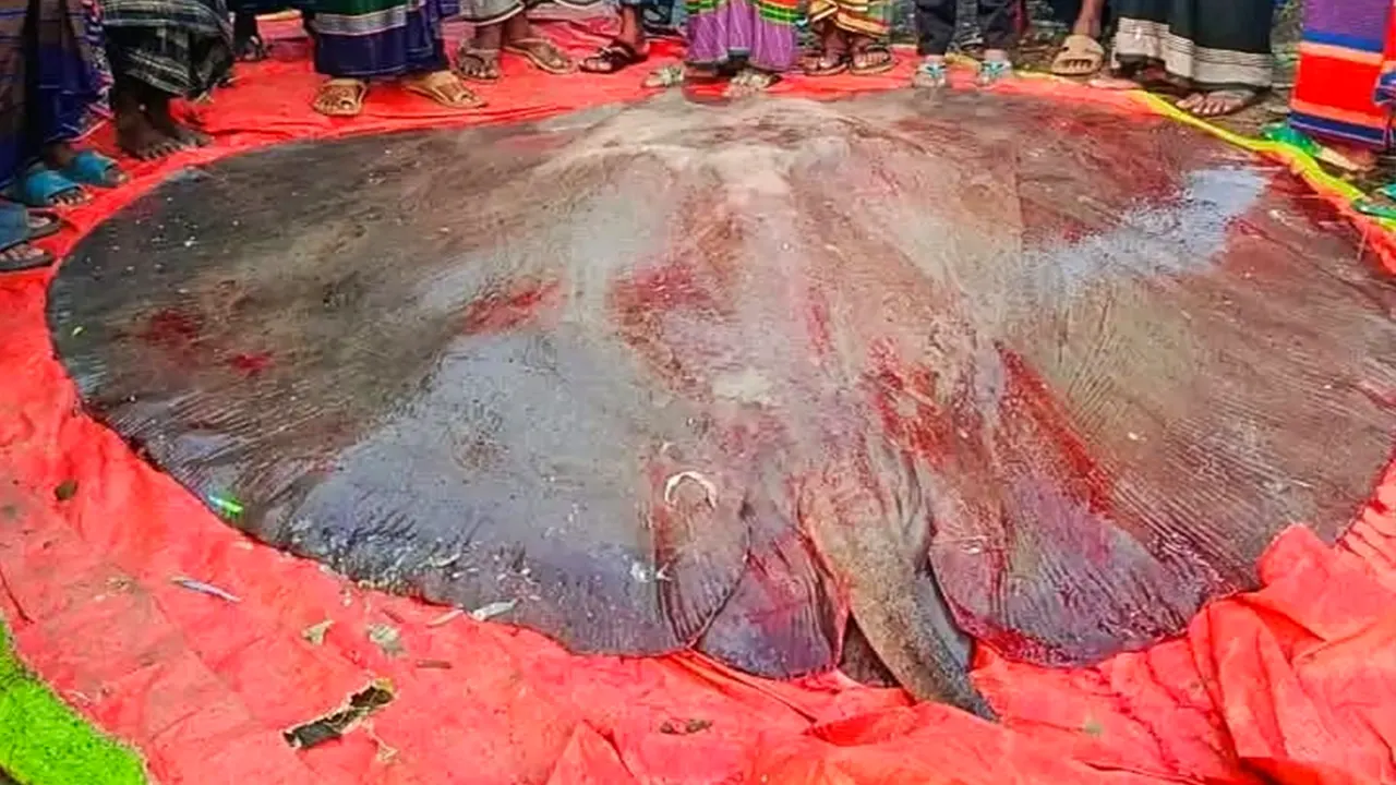 ১০ মণ ওজনের শাপলাপাতা মাছ, ১ লাখ ৩১ হাজারে বিক্রি