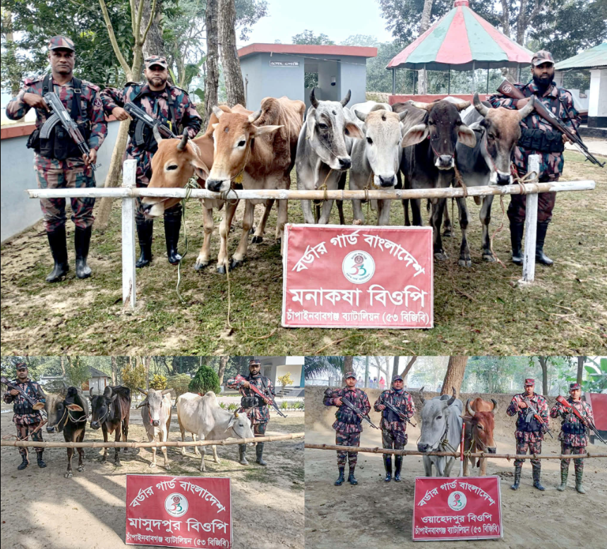 চাঁপাইনবাবগঞ্জ(৫৩ বিজিবি)সীমান্তে পৃথক অভিযানে ১৬টি ভারতীয় গরু জব্দ